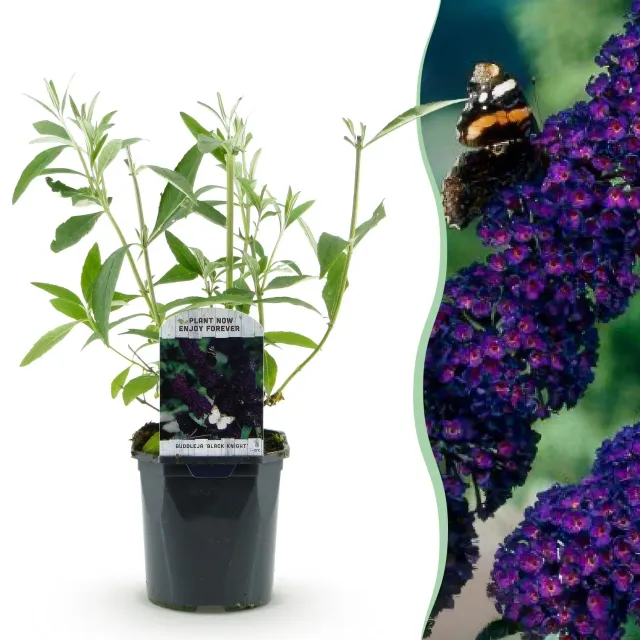 Plant and Stories Buddleja Black Night arbuste 1 plant violet