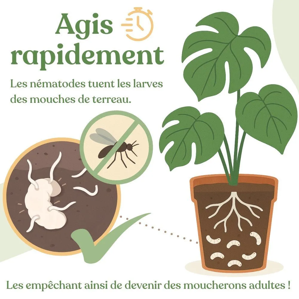 Plant and Stories Felti nématodes anti-moucherons 5 millions