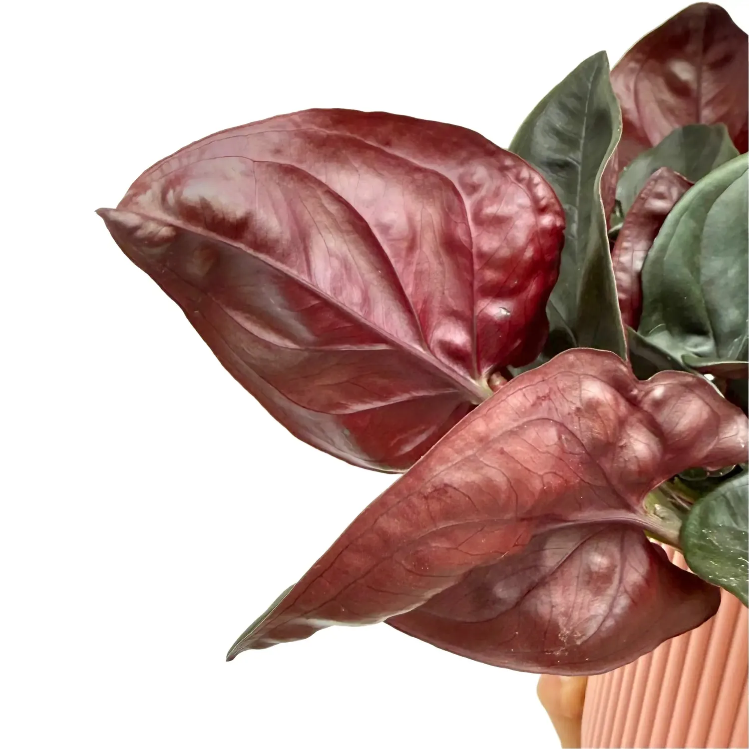 Plant and Stories Syngonium Red Arrow plante pot 6cm rouge