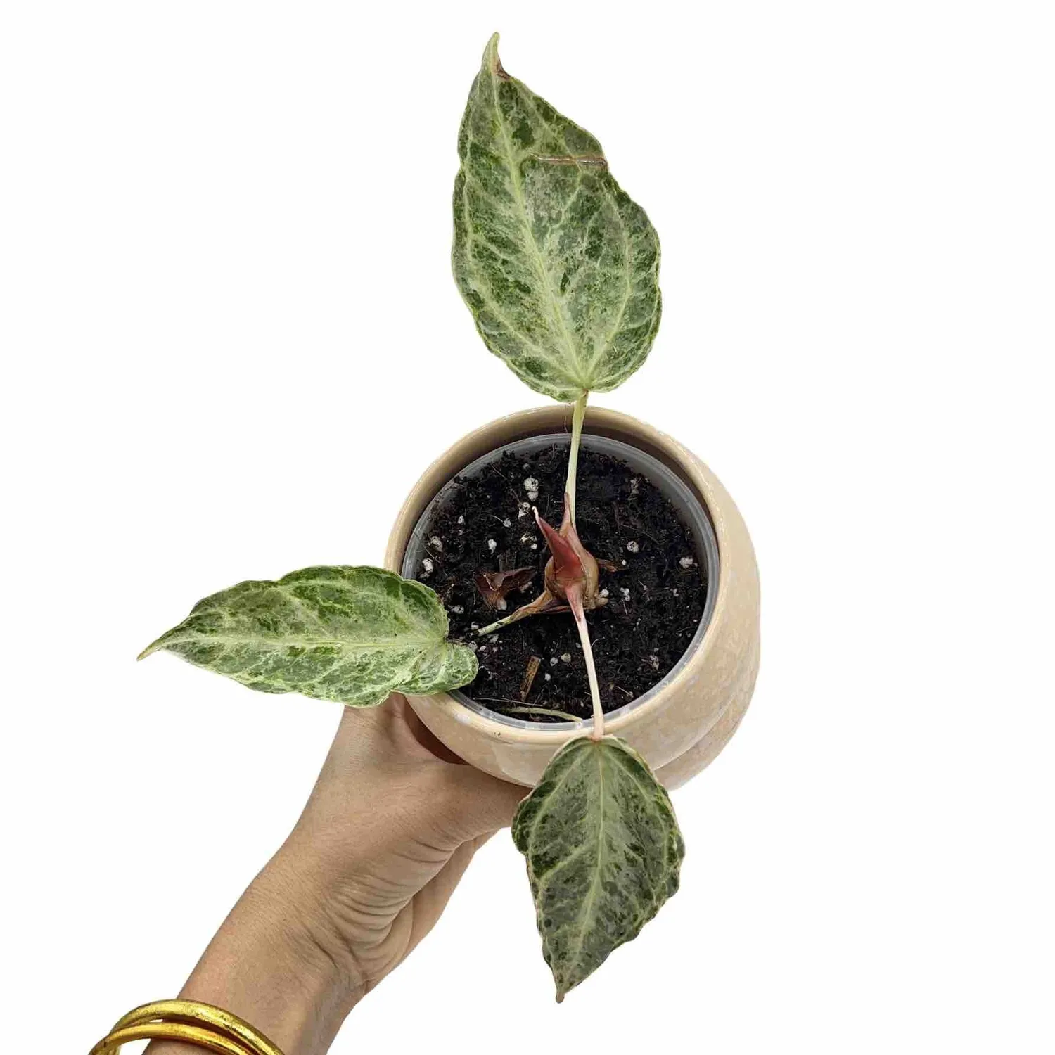 Plant and Stories Anthurium Silver Blush Mint plante pot 12cm