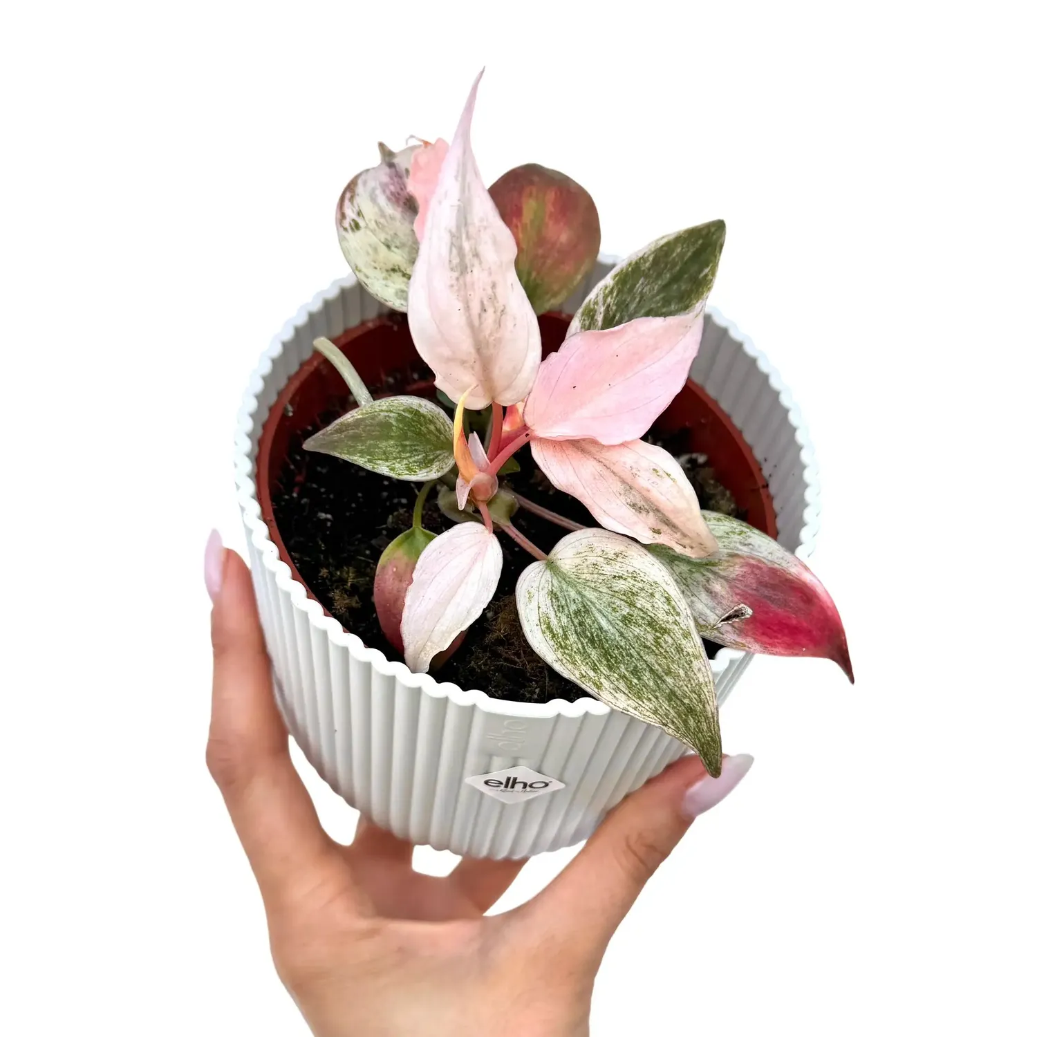 Plant and Stories Micans Marble philodendron 10,5 cm
