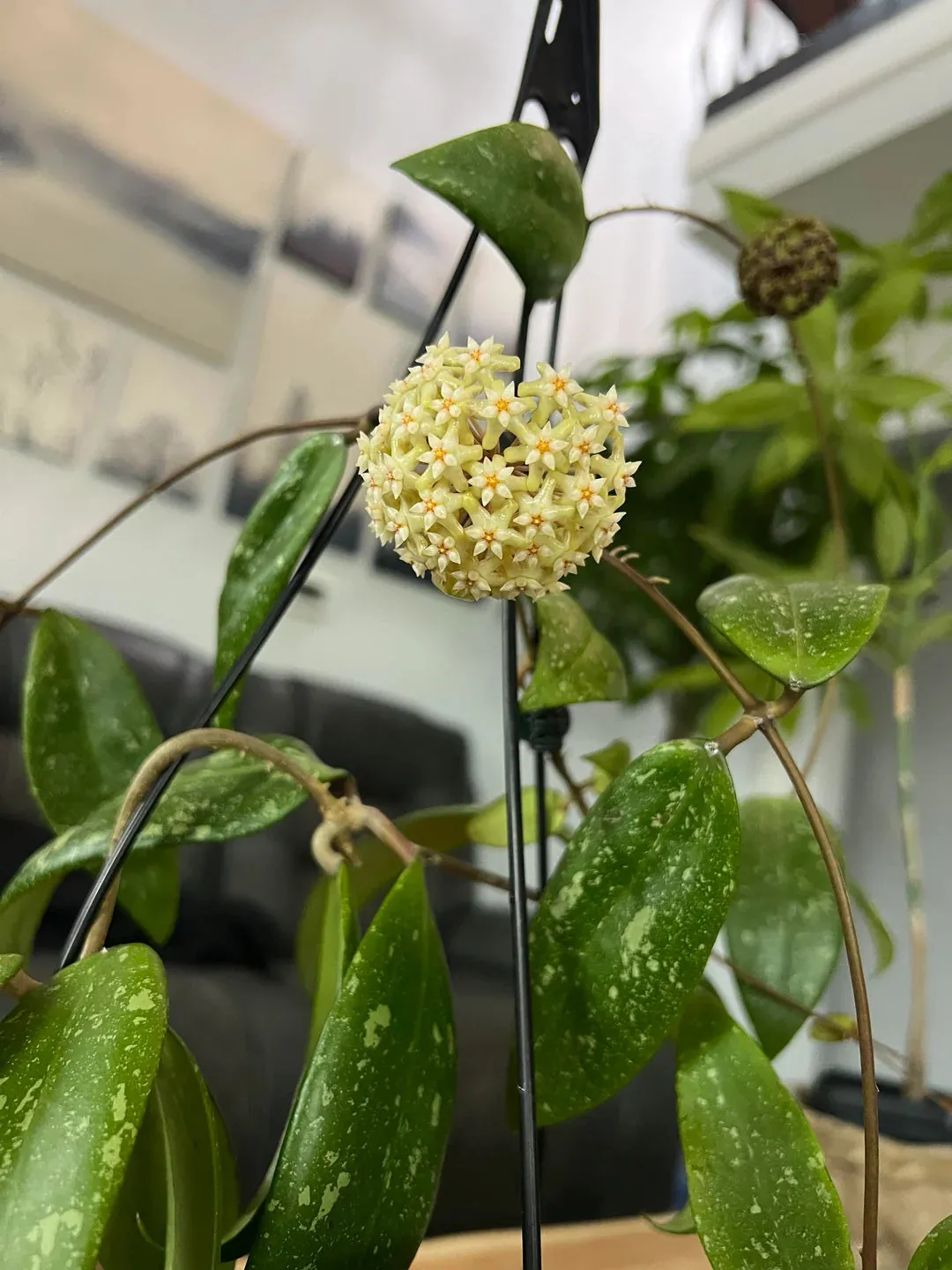 Plant and Stories Hoya sp. Vietnam plante pot 6 cm grimpante