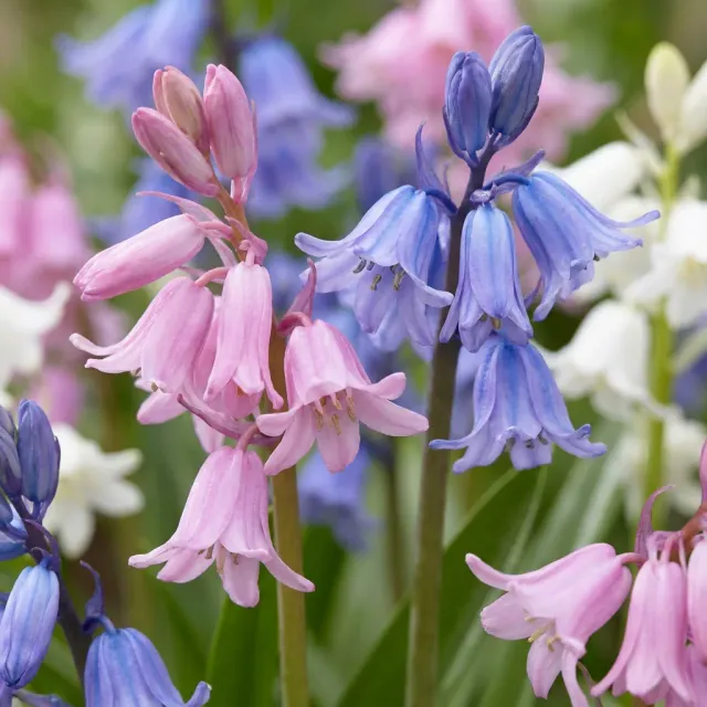 Plant and Stories Jacinthe bois Espagne Hyacinthoides bulbe 40 mélange