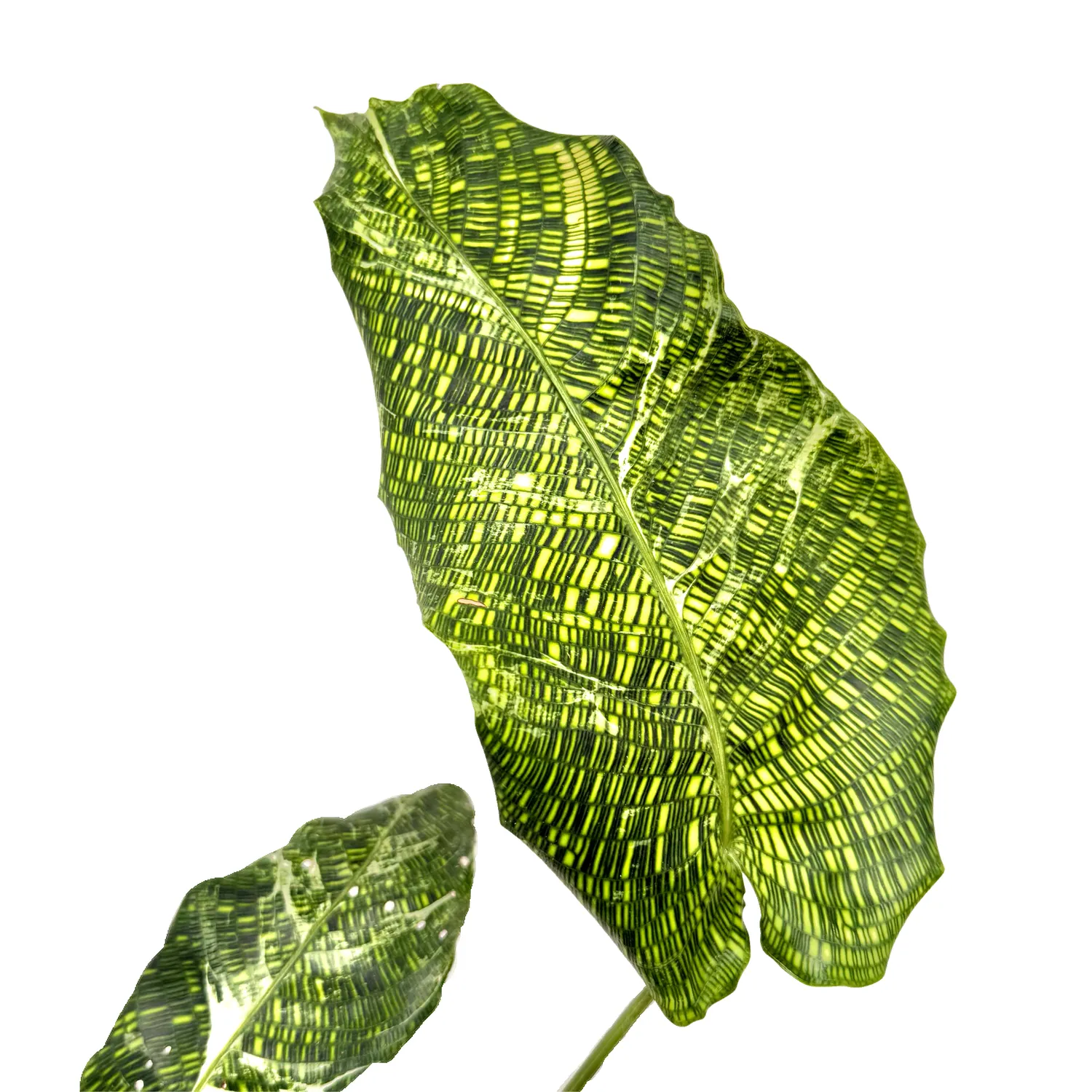 Plant and Stories Calathea Musaica Variegata plante pot 10,5 cm