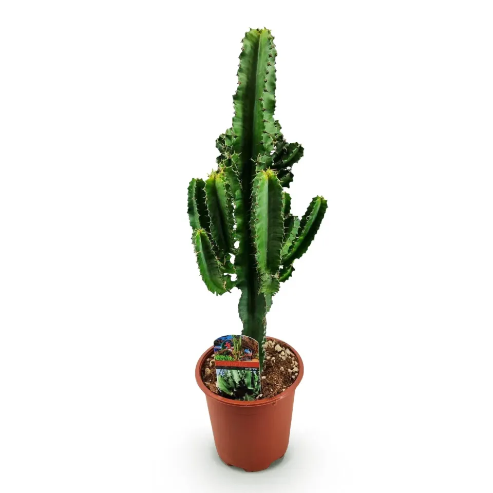 Plant and Stories Euphorbia Eritrea plante d'intérieur 1 plante 60 cm