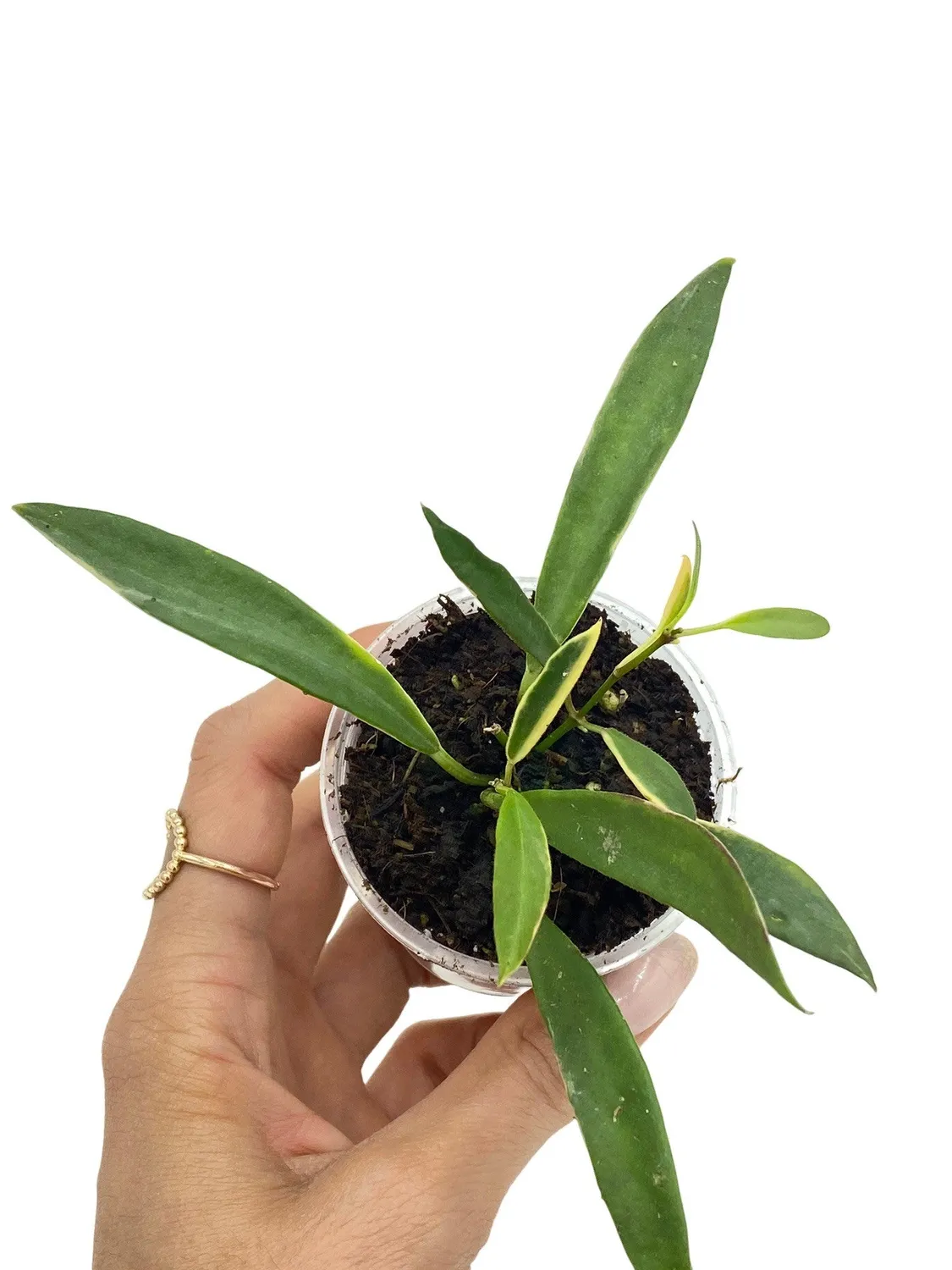 Plant and Stories Tsangii Albomarginata hoya variegata 6 cm