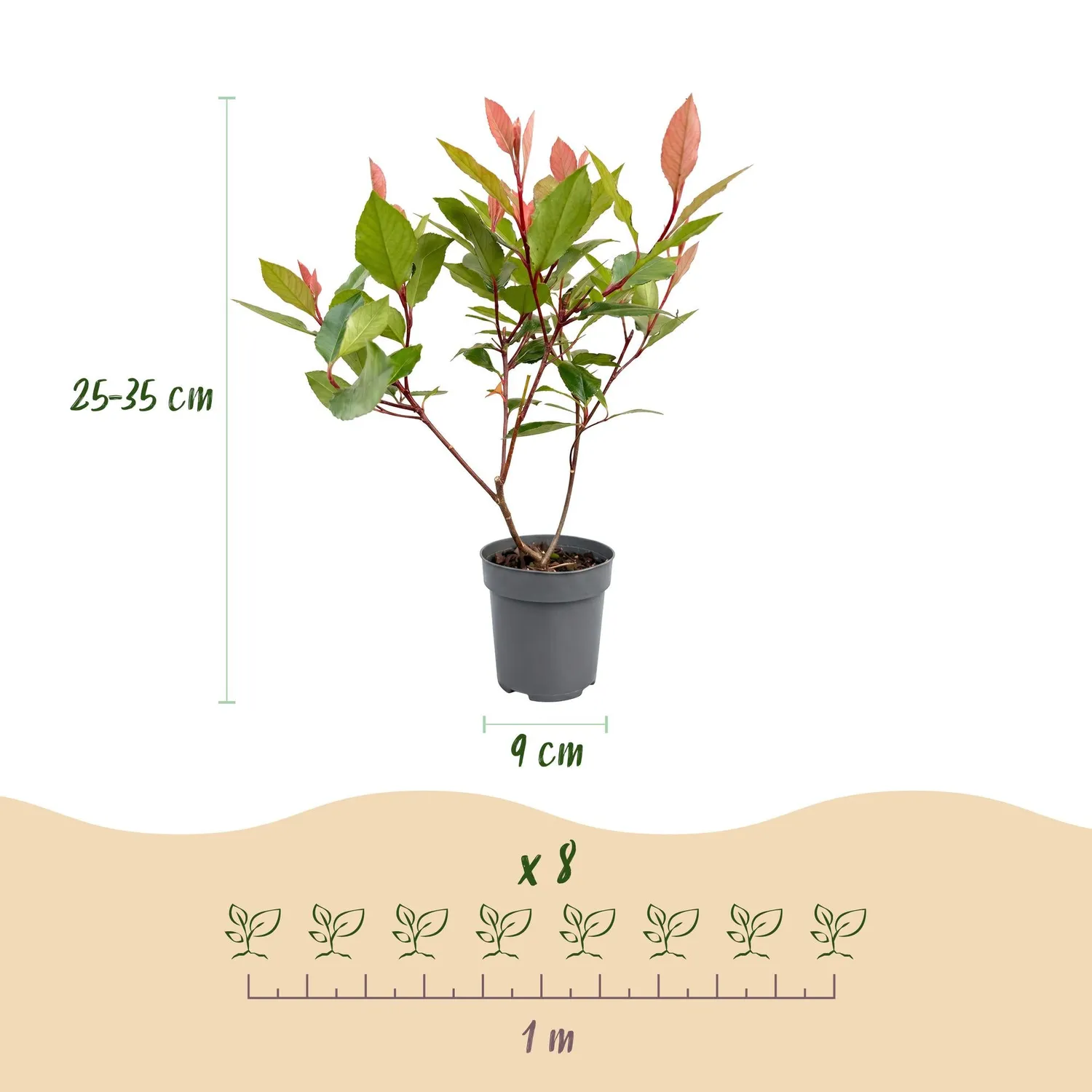 Plant and Stories Photinia Little Red Robin haie 8 plants persistante