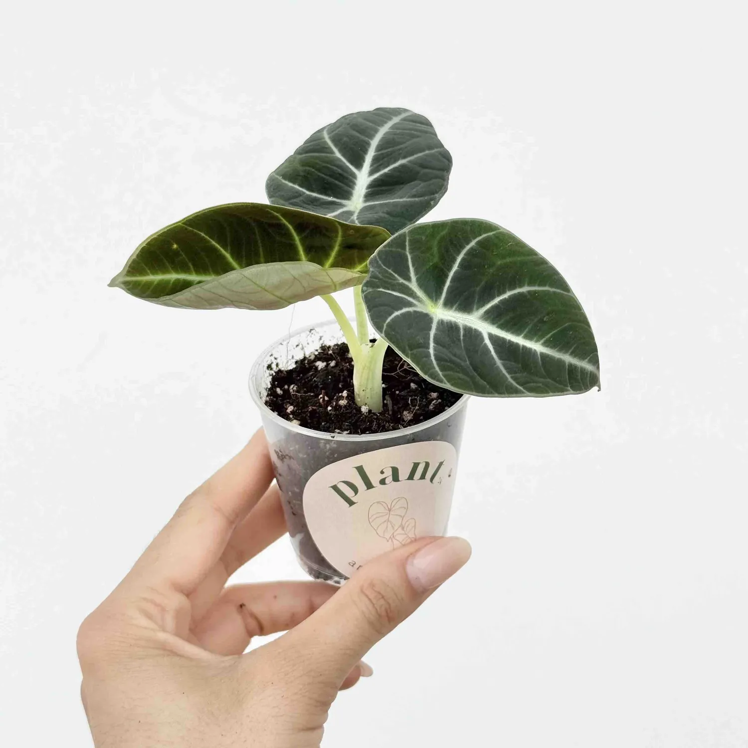 PLANT AND STORIES Black Velvet alocasia velours pot 12 cm