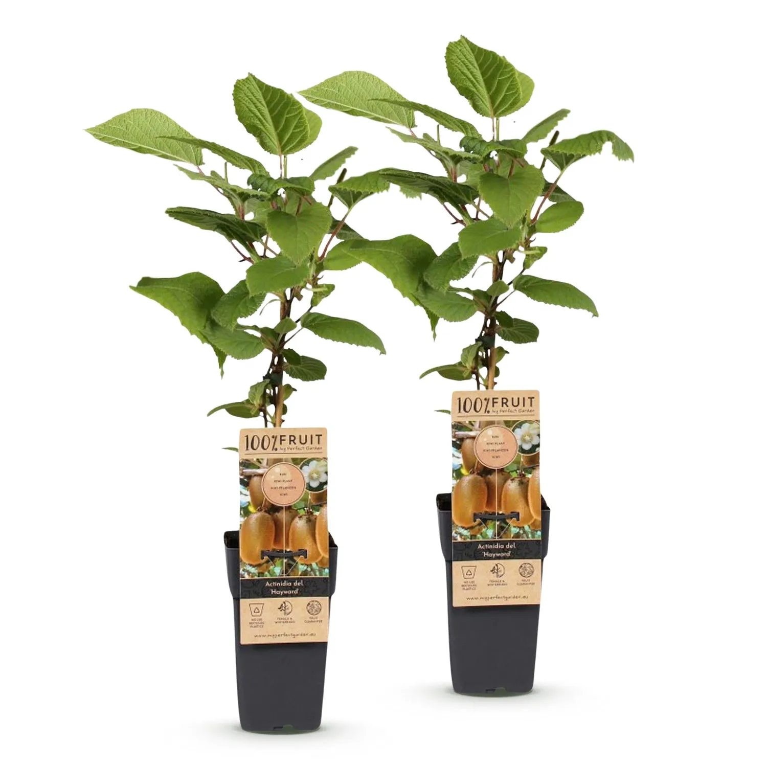 Plant and Stories Hayward Kiwi fruitier lot 2 grimpant rustique