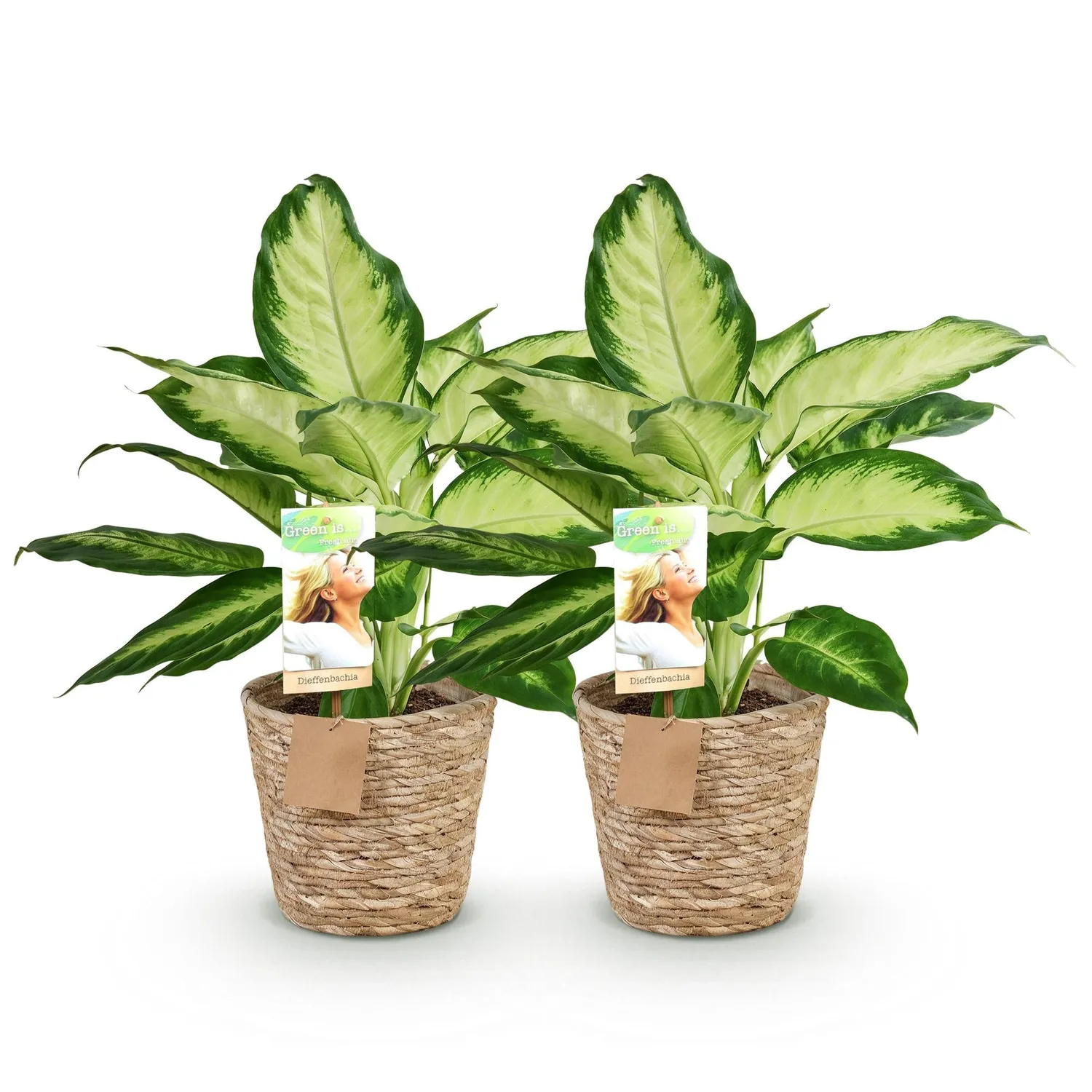 Plant and Stories Dieffenbachia Camilla plante pot 17cm 1 plante panachée