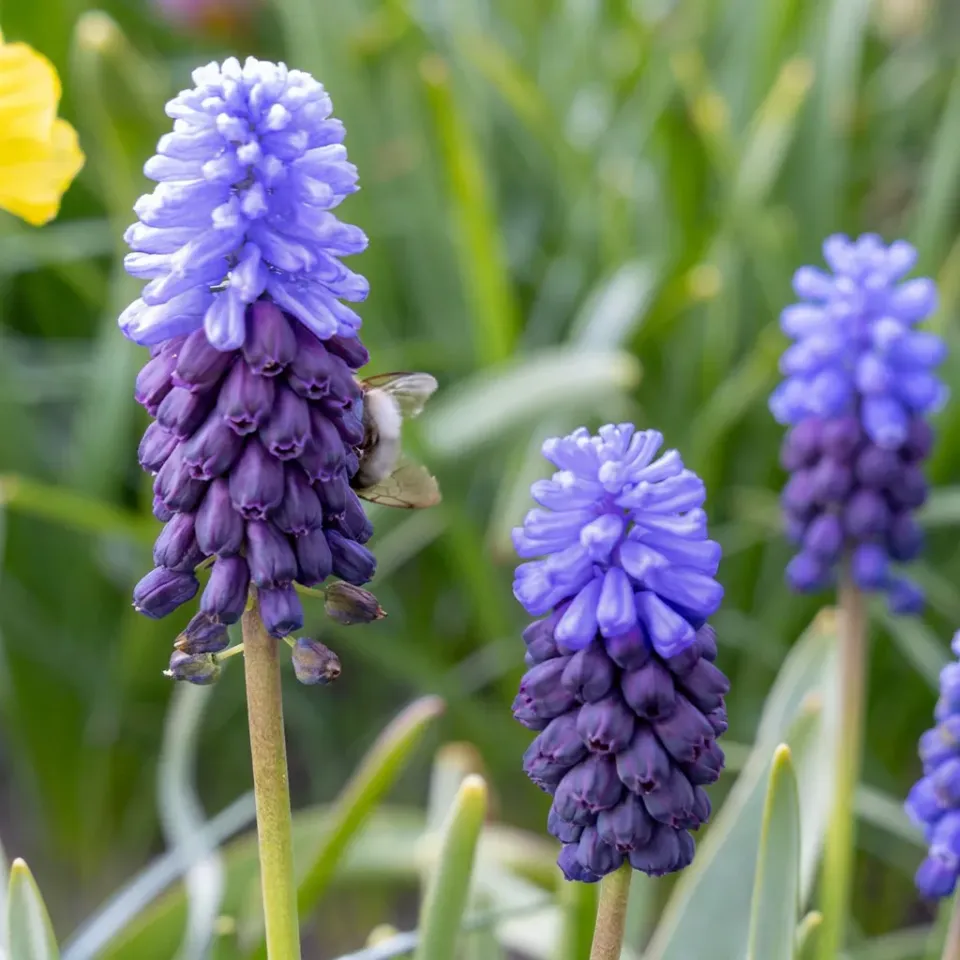 PLANT AND STORIES Muscari à larges feuilles bulbes 50 bulbes bleu intense