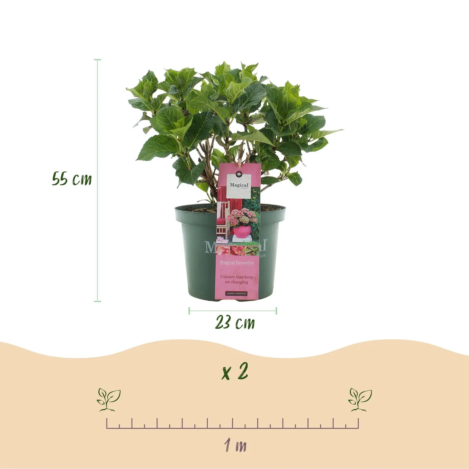 Plant and Stories Hortensia Magical Green Fire arbuste pot 23cm rose