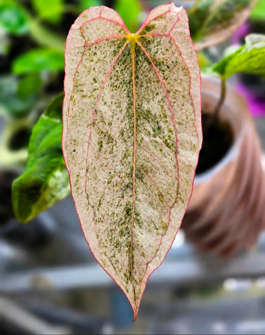 plant.ess Anthurium Papillilaminum Peach x DPN plante panachée clone