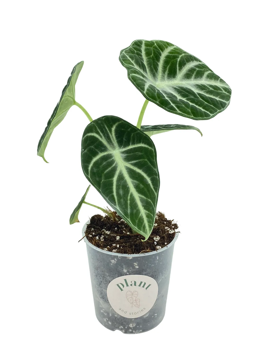 Plant and Stories Alocasia Black Ninja plante pot 11cm noire