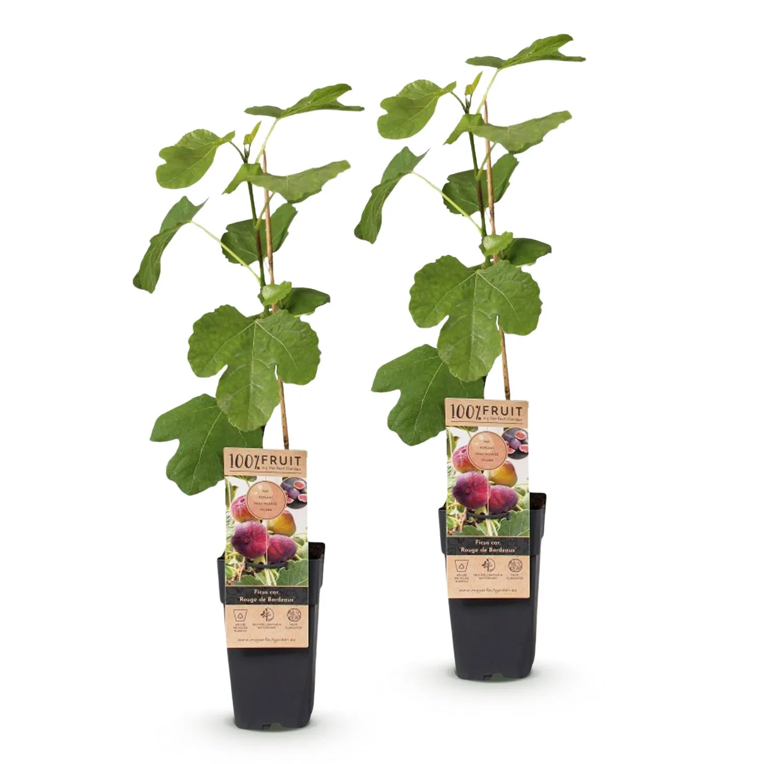 Plant and Stories Figuier Bordeaux figuier lot 2 pots 15 cm fruitier