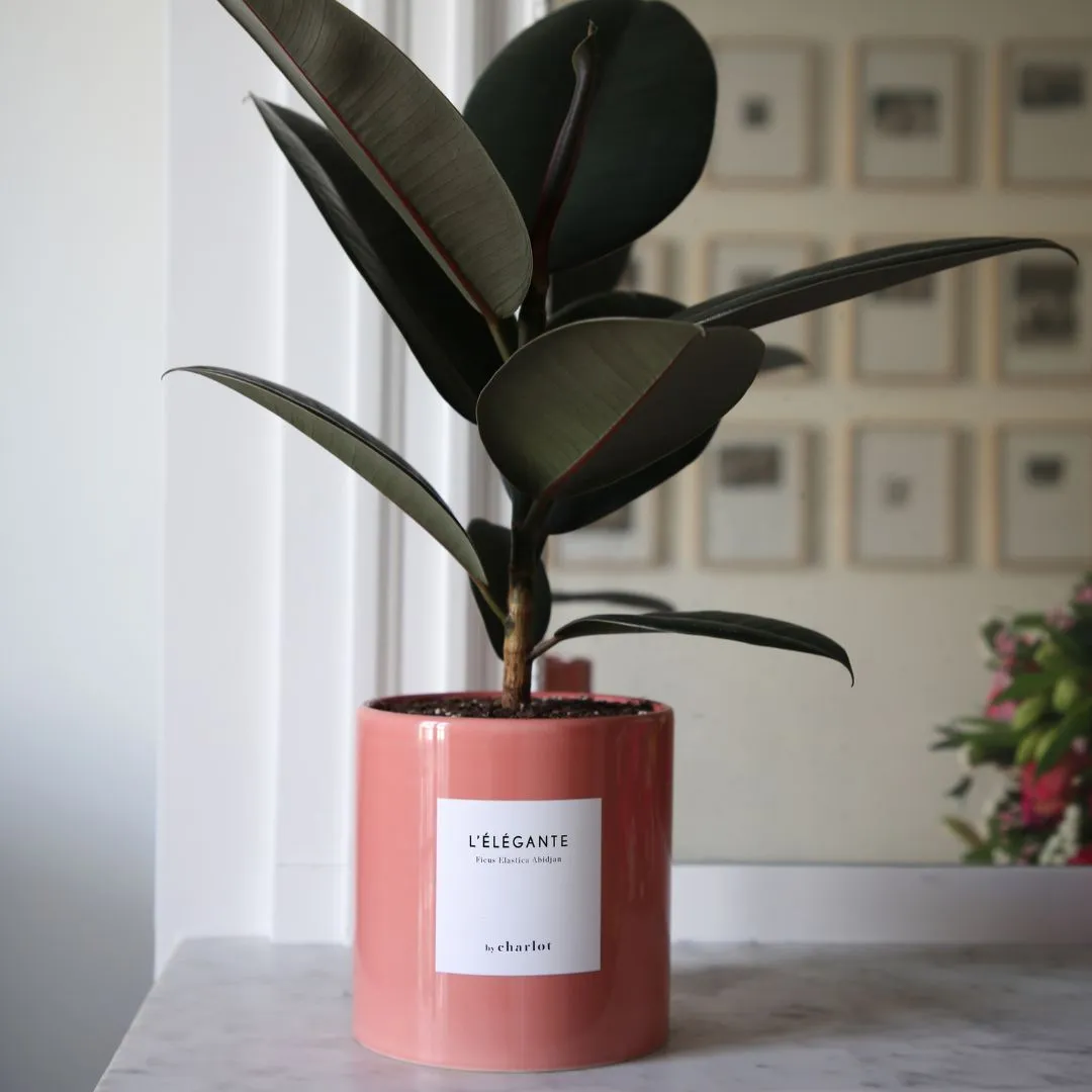 By Charlot Rose Sorbet cache-pot céramique 14 cm rose