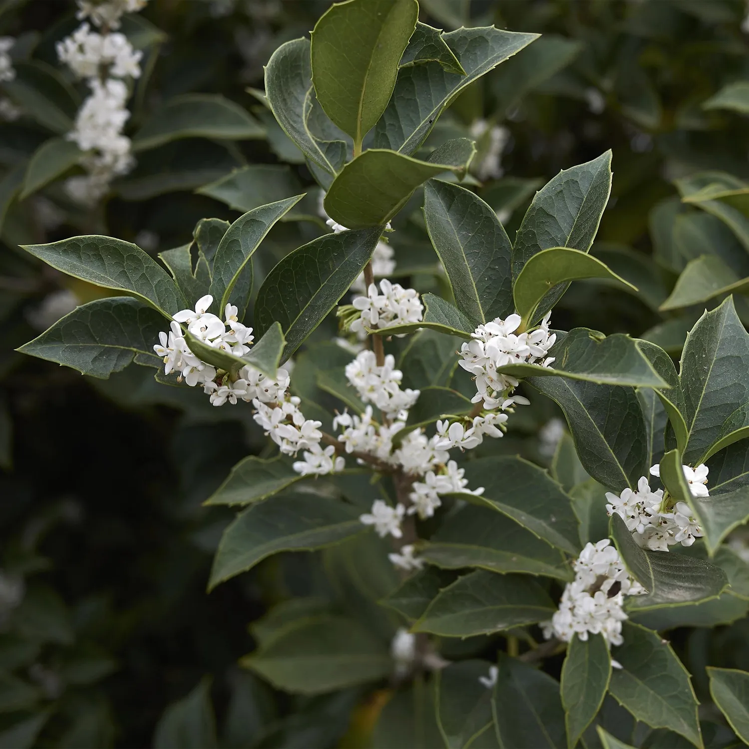 Plant and Stories Osmanthus Burkwoodii plante haie lot 8 persistant