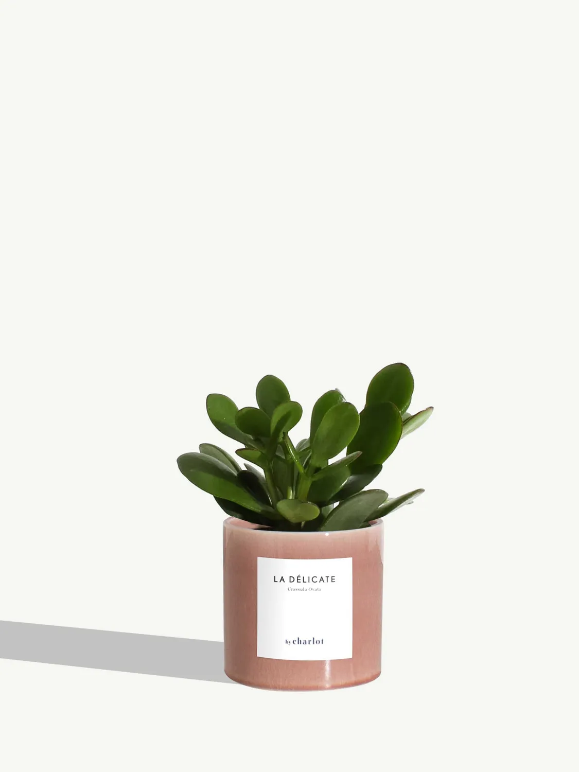 By Charlot La Délicate petite plante pot XS entretien facile