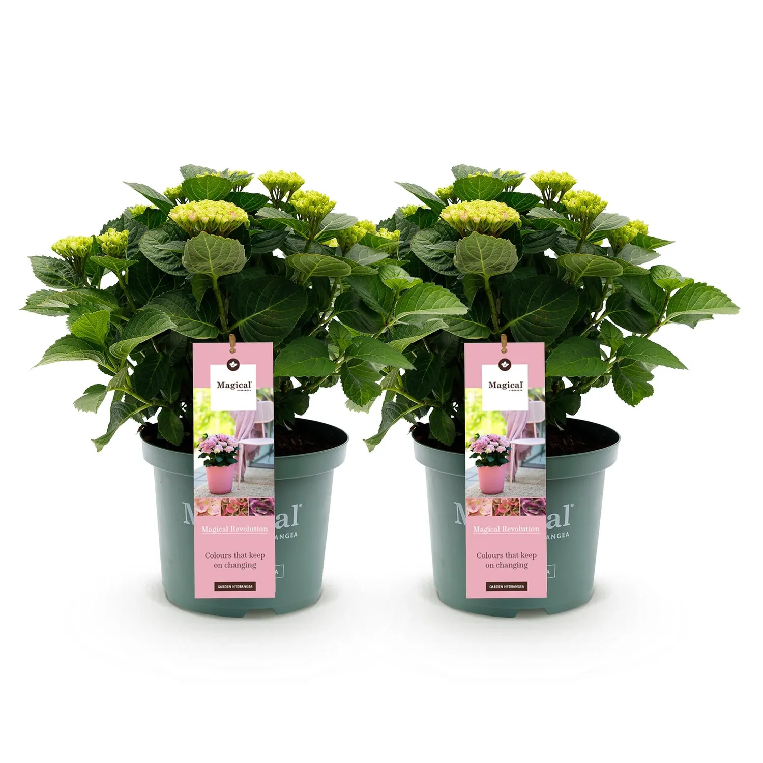 Plant and Stories Hortensia Magical Revolution arbuste pot 23 cm bleu