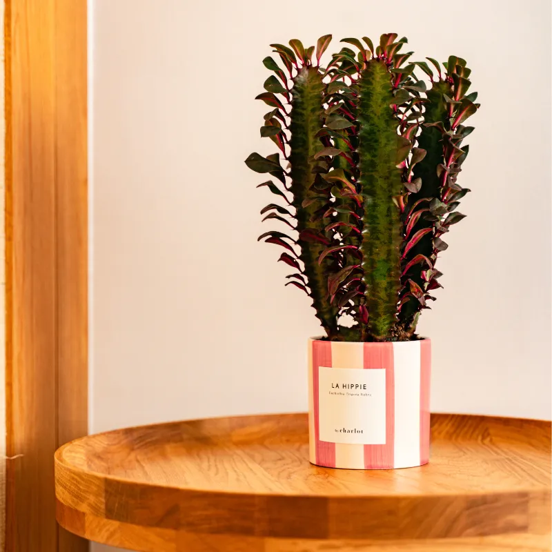 By Charlot La Hippie plante euphorbia rubra 10 cm