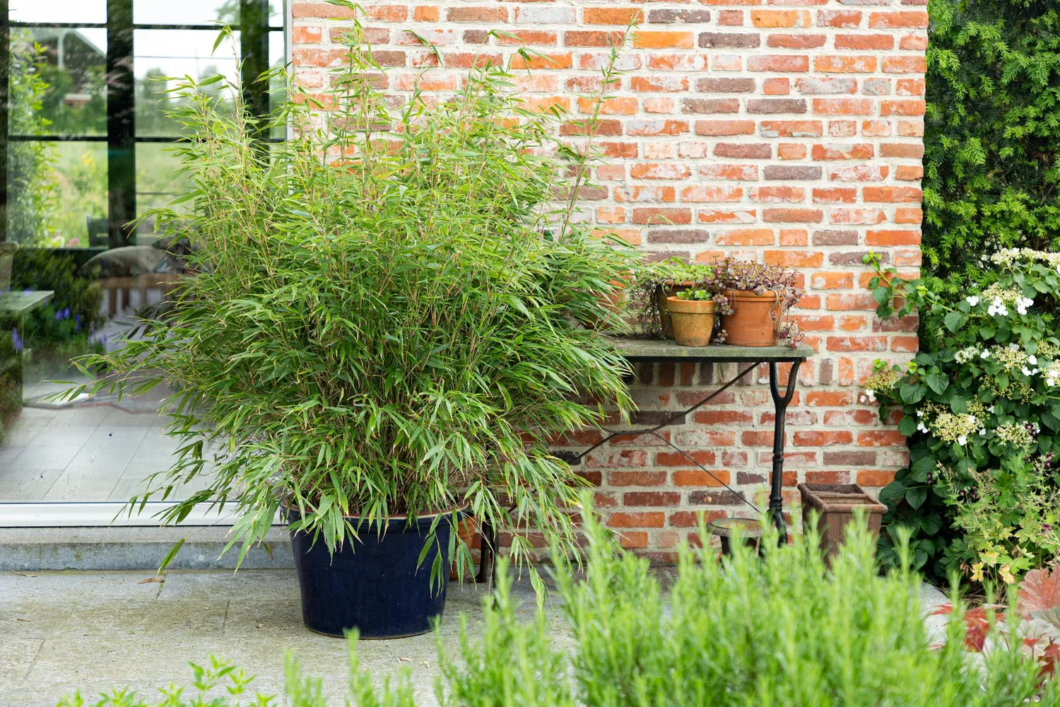 Plant and Stories Asian Wonder bambou Fargesia brise-vue 1 plant
