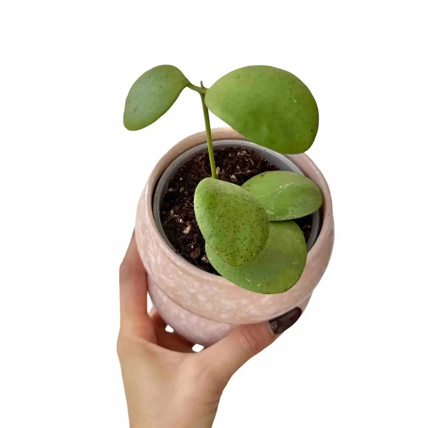 Plant and Stories Hoya Kastbergii plante d'intérieur pot 6 cm velouté