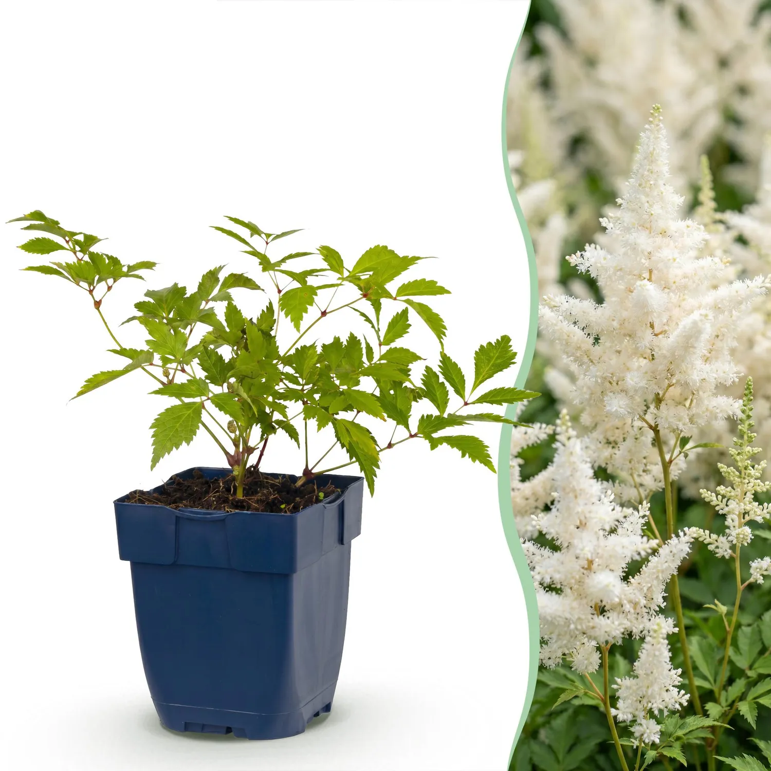 Plant and Stories Deutschland astilbe blanc 1 plant pot 11 cm