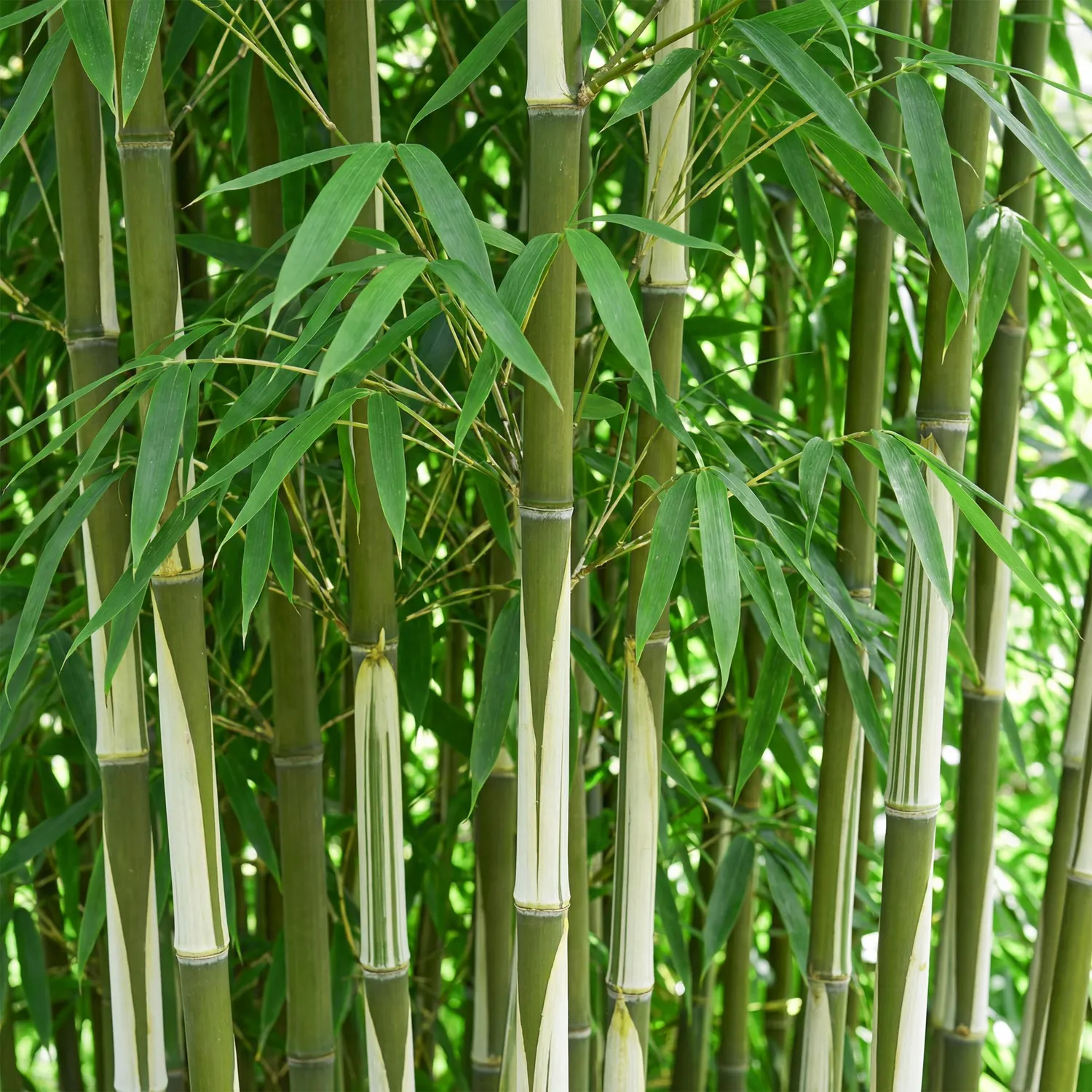Plant and Stories Fargesia Pingwu bambou 1 plant non traçant