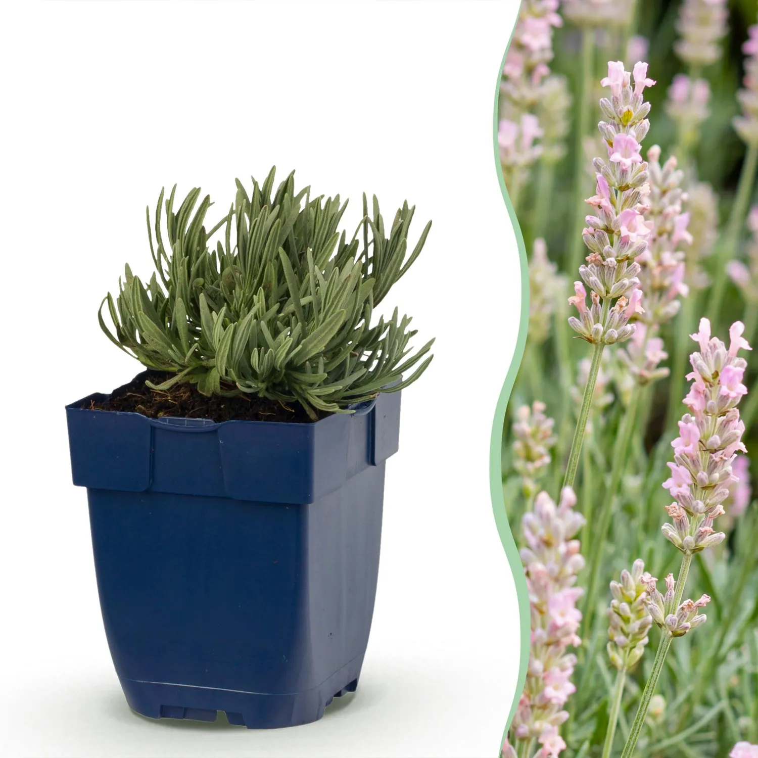 Plant and Stories Lavande Rosea aromatique pot 11 cm rose