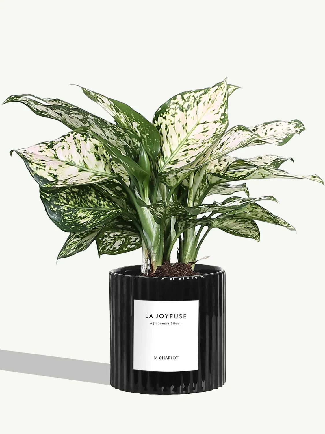 By Charlot plante La Joyeuse plante verte