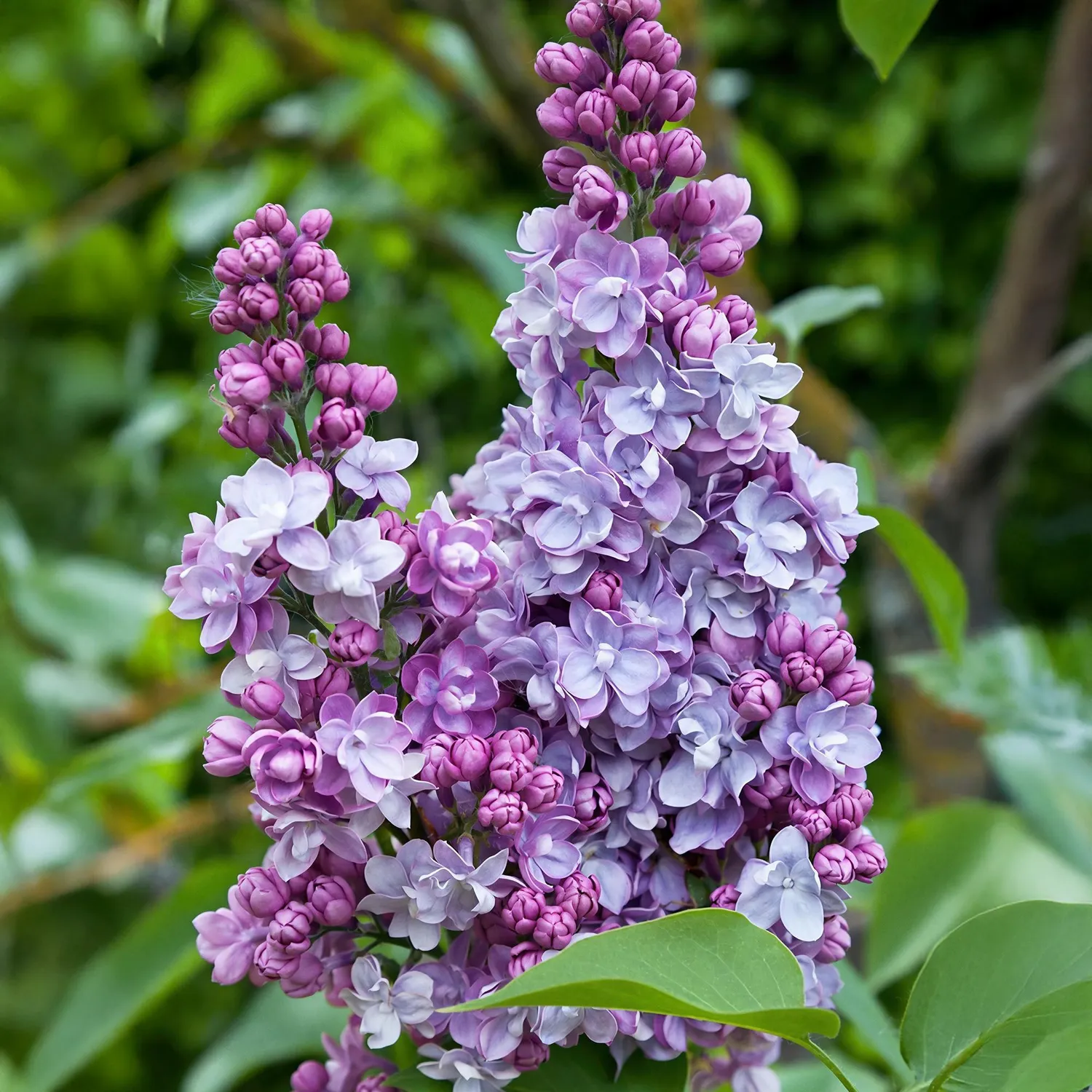 Plant and Stories Syringa Michel Buchner lilas parfumé 45 cm