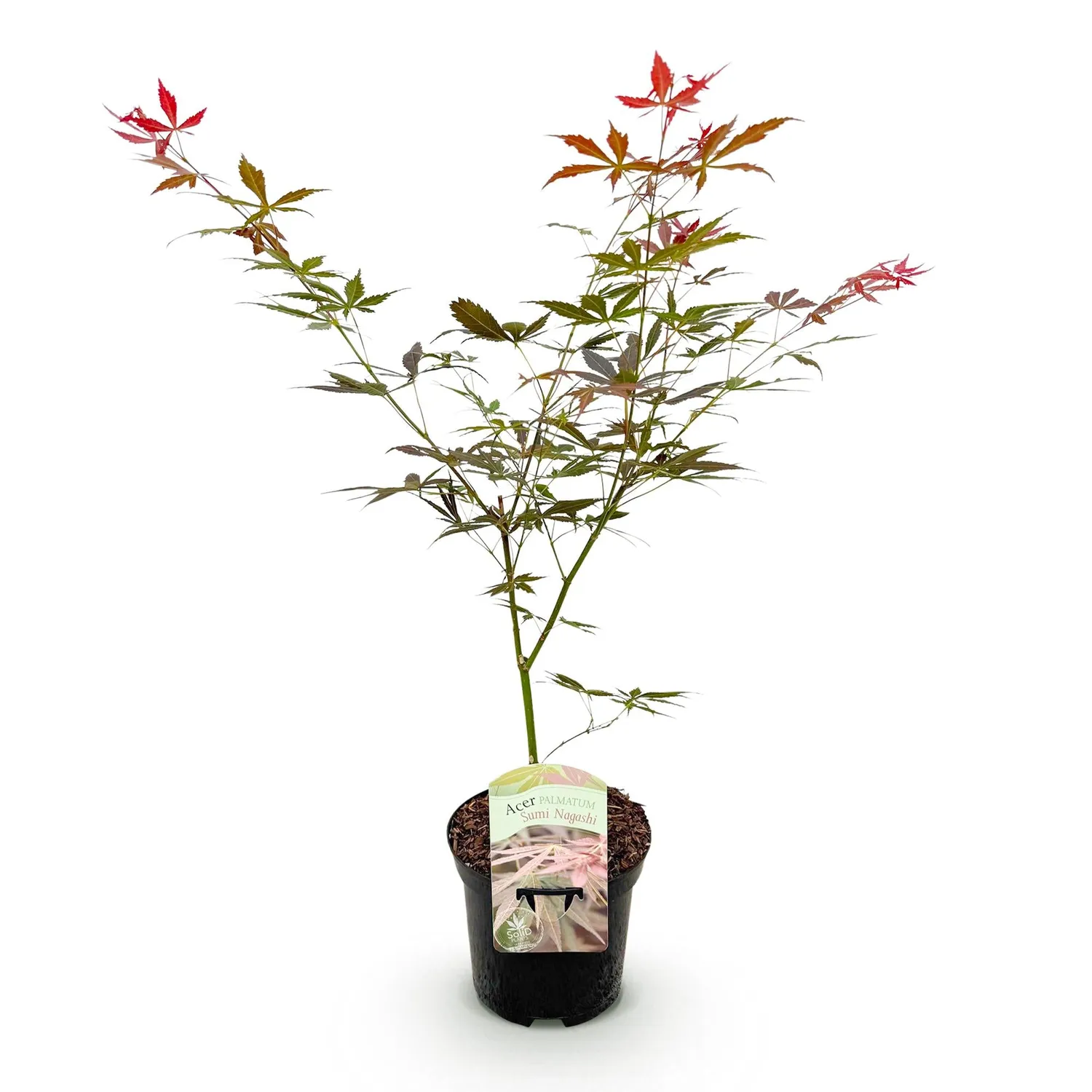 Plant and Stories Érable Sumi-nagashi arbuste pot 19 cm