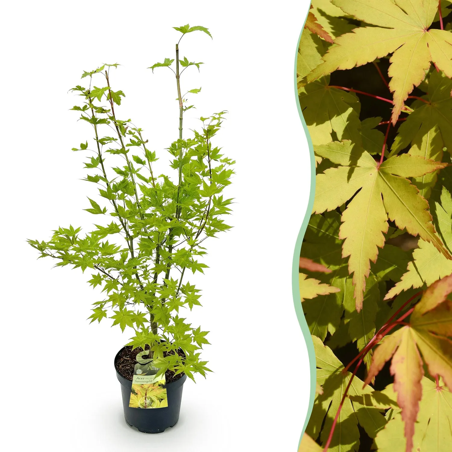 Plant and Stories Acer Summergold érable pot 26 cm 90 cm