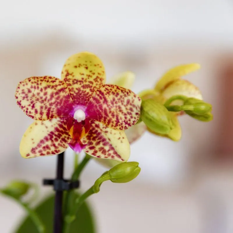 Plant and Stories Grosseto orchidée phalaenopsis orange pot 9 cm