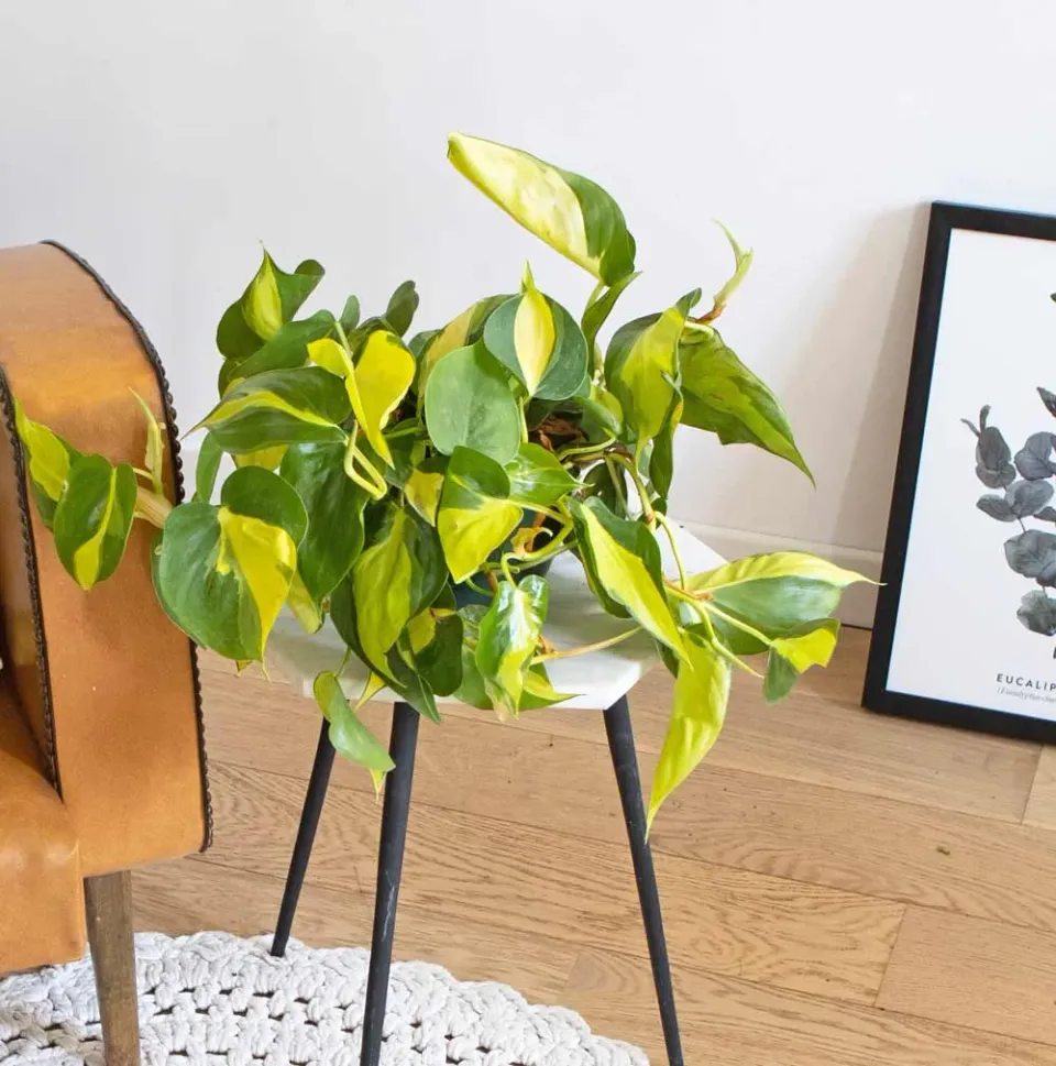 Réconciliation Végétale Margot philodendron scandens brasil retombant