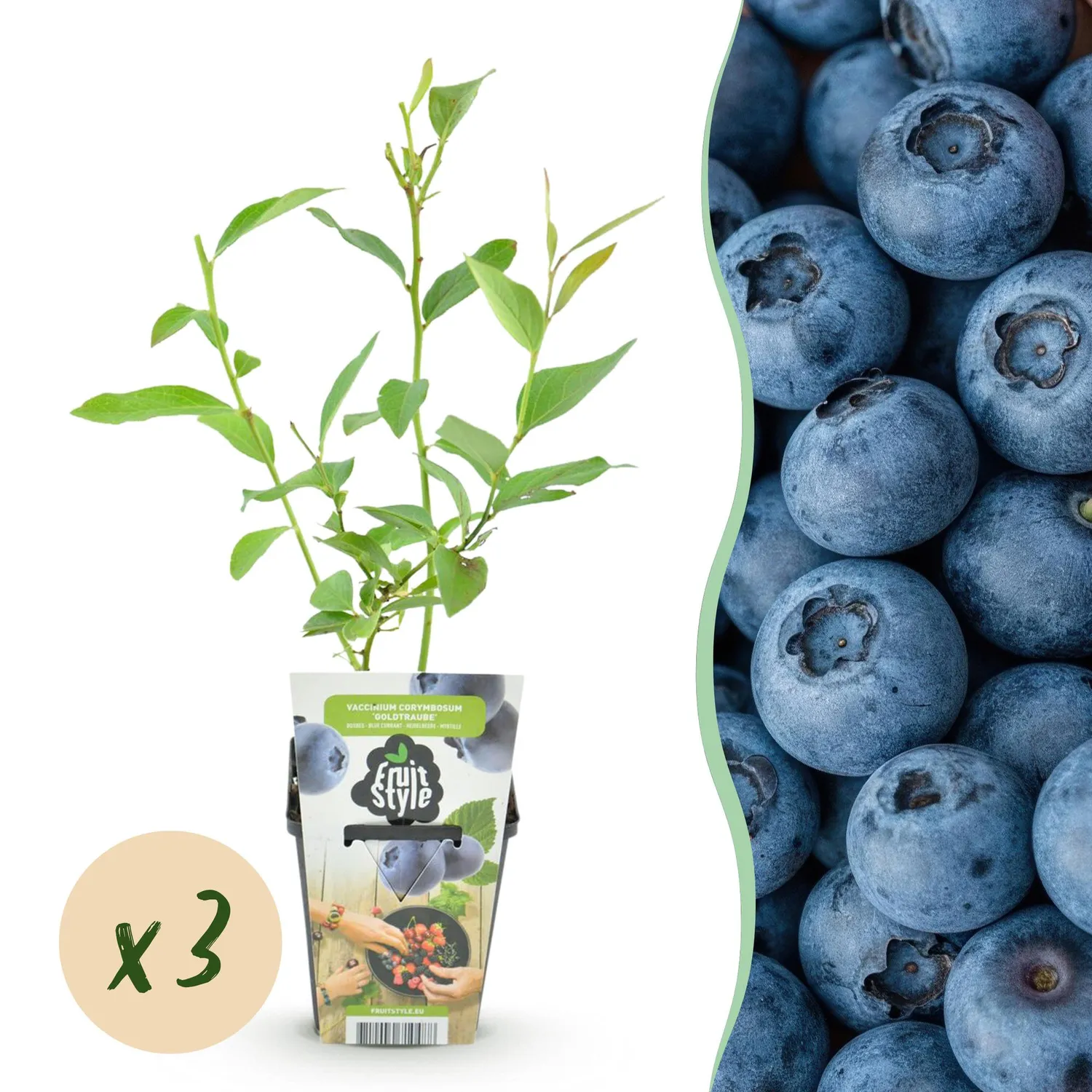 Plant and Stories Goldtraube myrtillier 3 plants pot 9 cm rustique