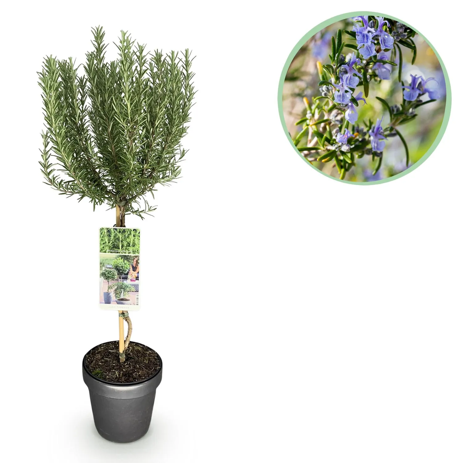 Plant and Stories Romarin sur tige plante aromatique 90 cm
