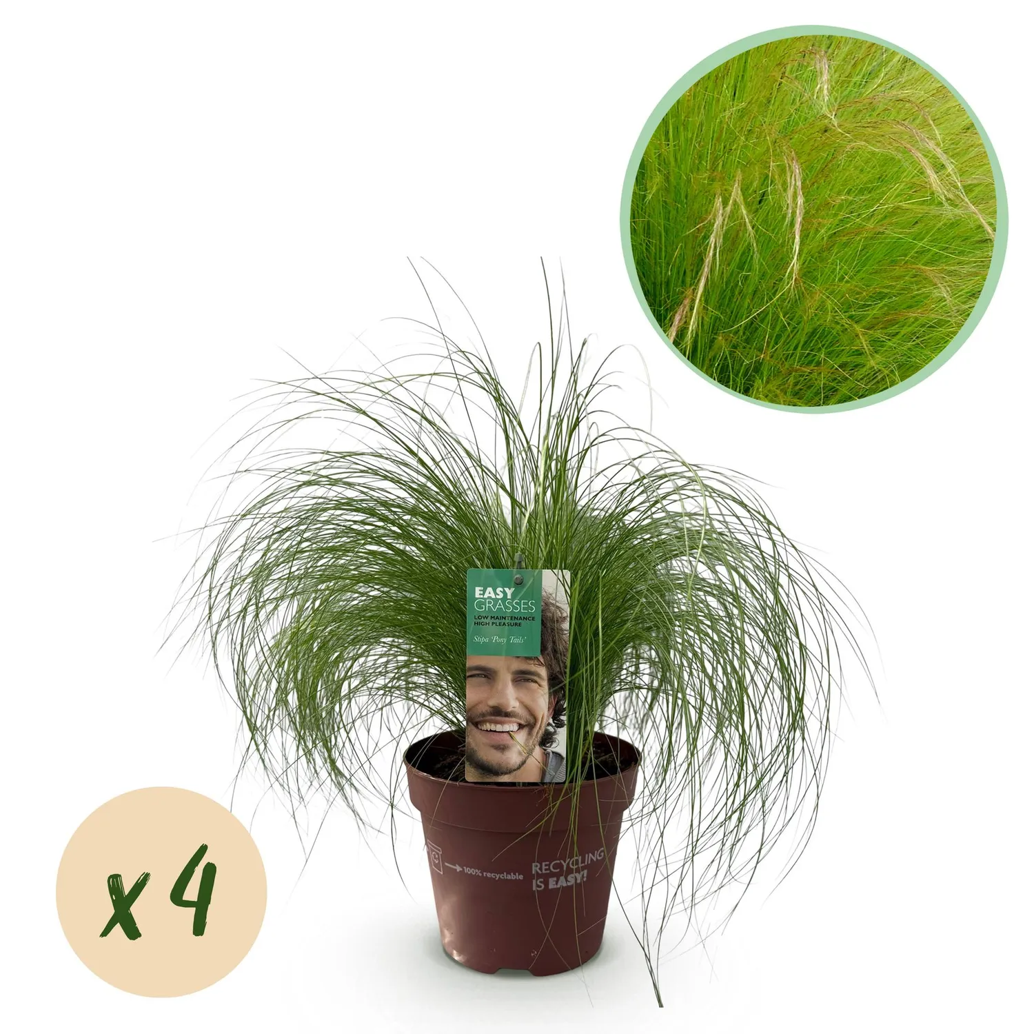 Plant and Stories Cheveux d'ange Pony Tails graminée 1 plant