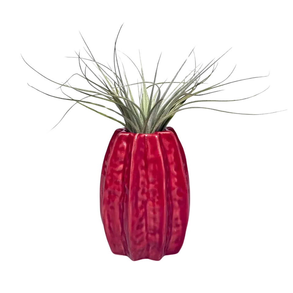 Airplantshop Carambola vase céramique rouge 7-11cm