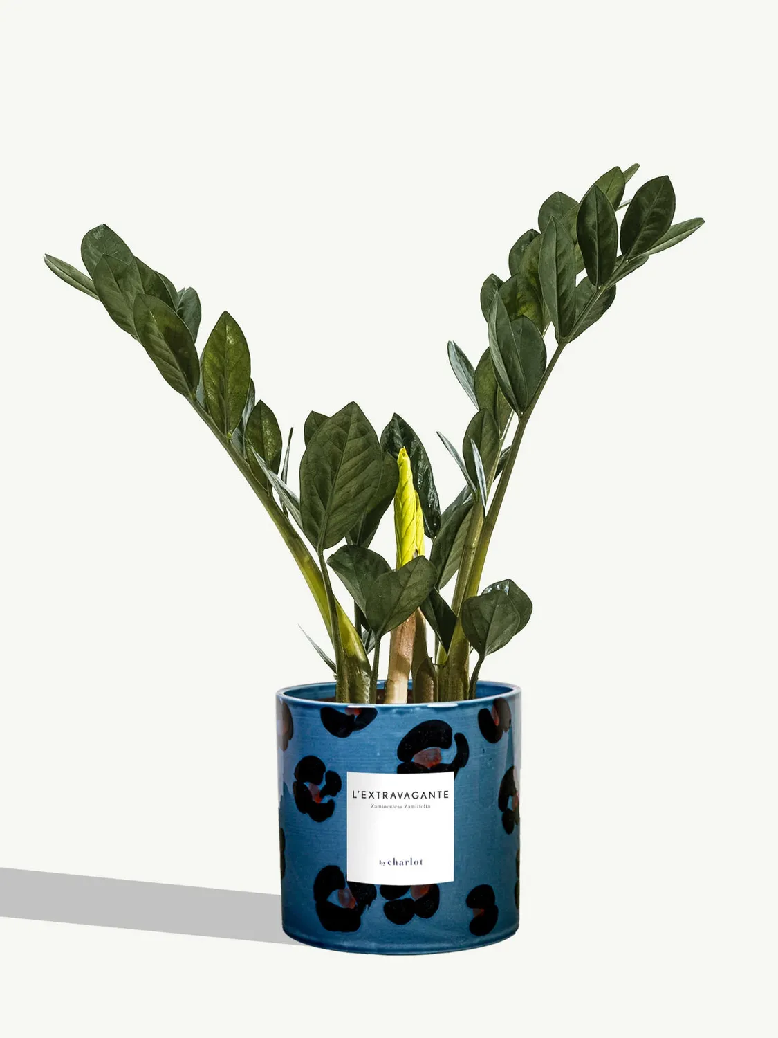 By Charlot L'Extravagante zamioculcas 50 cm pot 14 cm