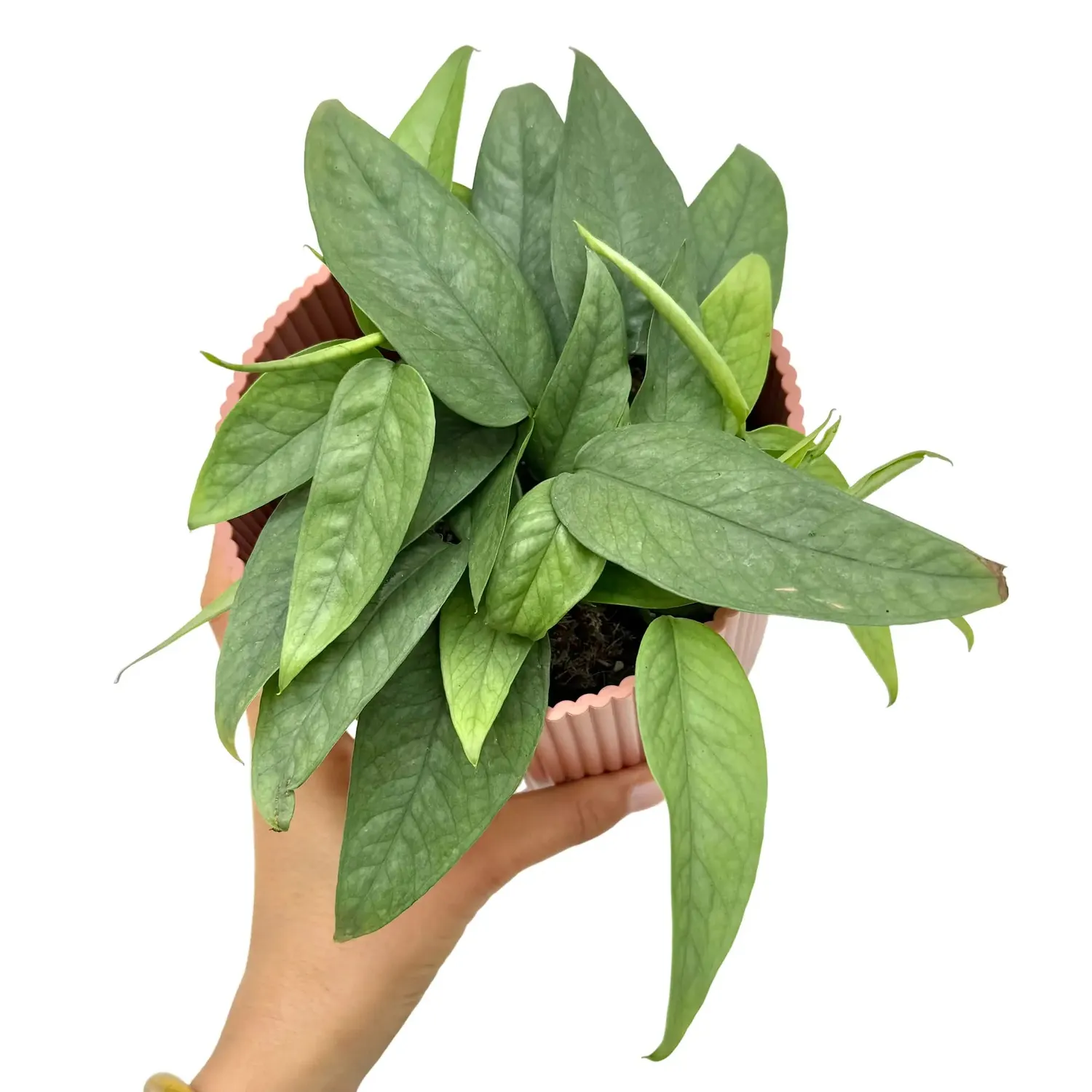 Plant and Stories Epipremnum Cebu Blue pothos pot 6 cm argenté