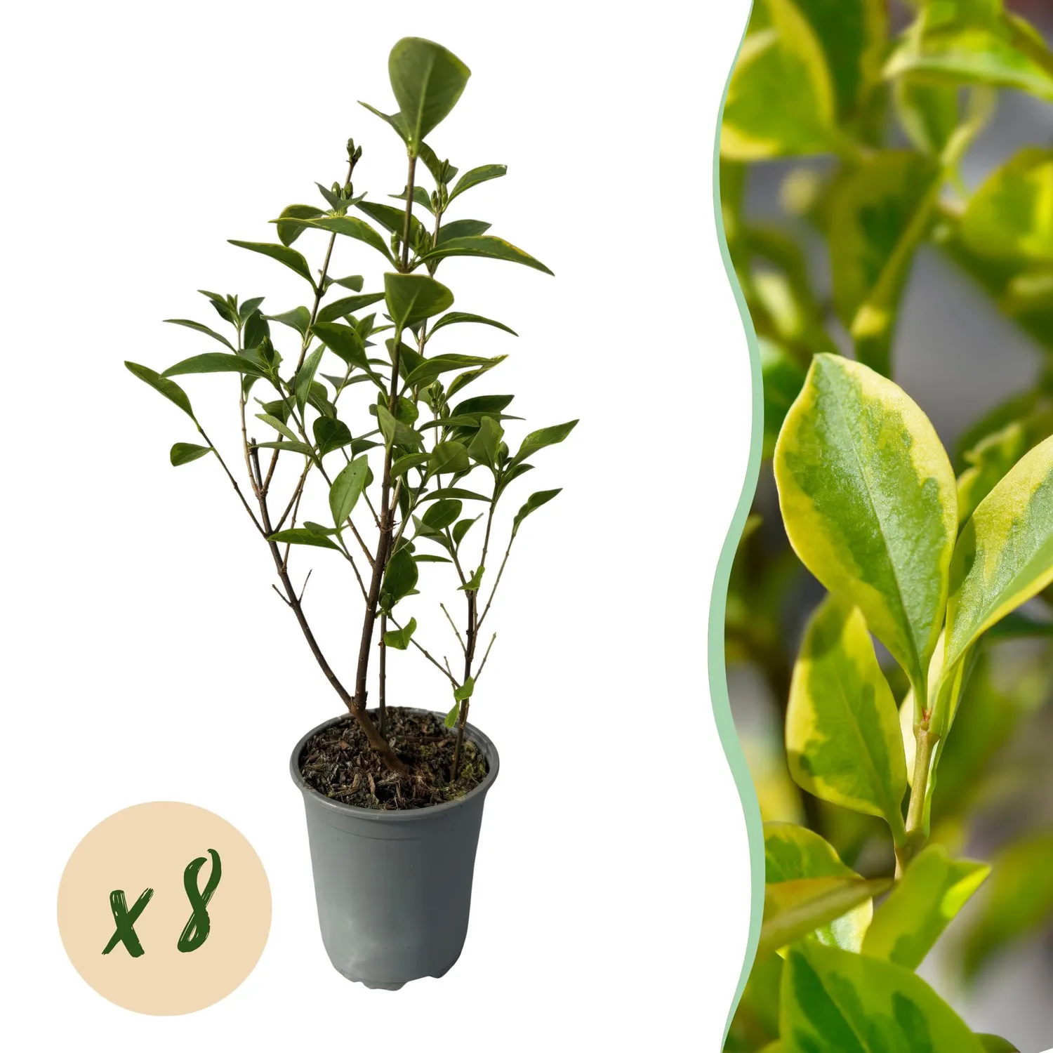 Plant and Stories Aureum troène doré 8 plants pot 9 cm