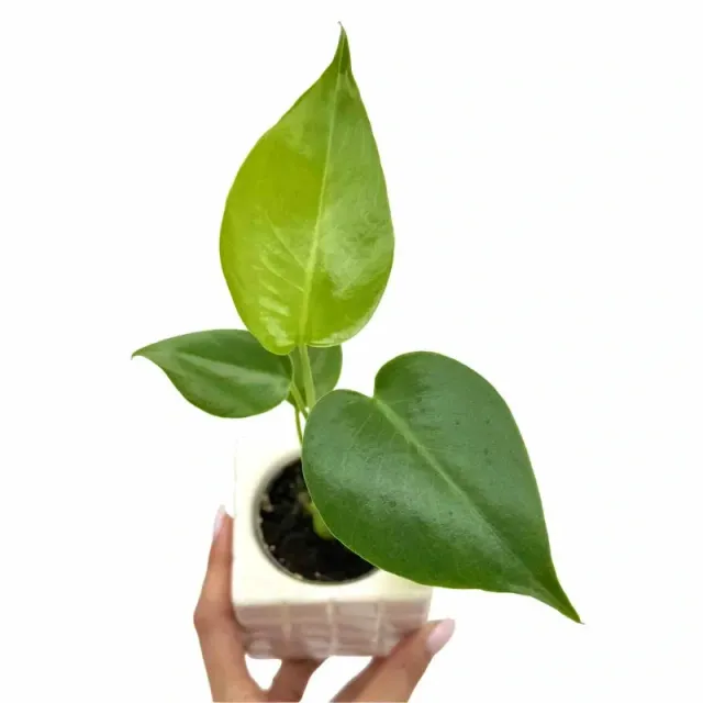 Plant and Stories Monstera Deliciosa plante pot 6cm découpée