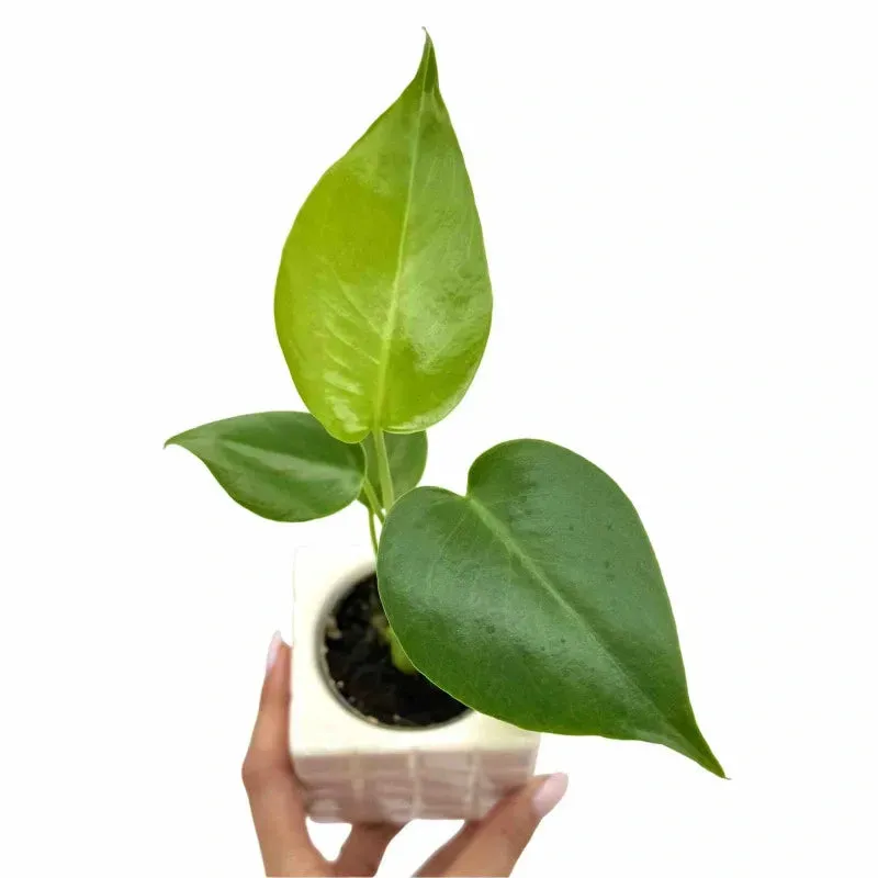 Plant and Stories Monstera Deliciosa plante pot 6cm découpée