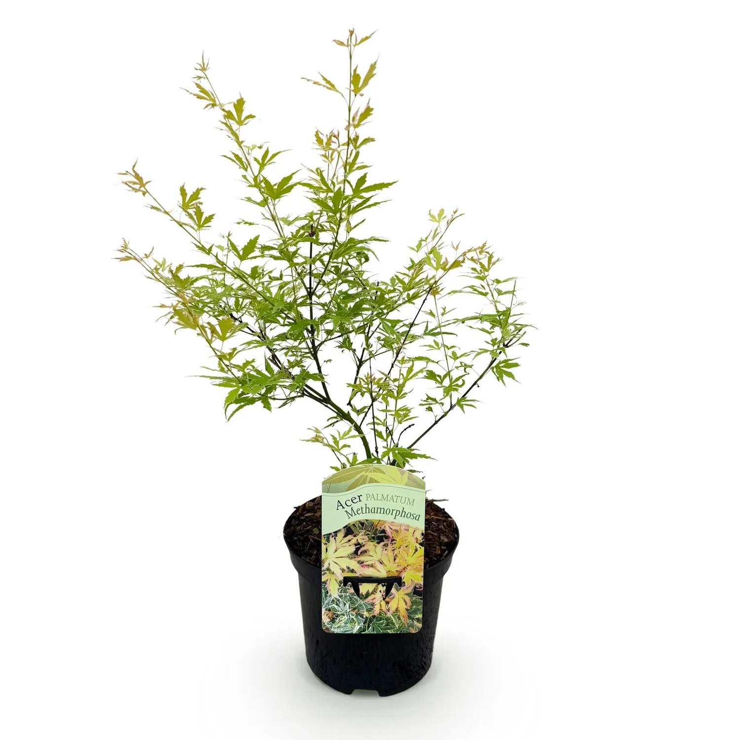 Plant and Stories Metamorphosa érable japon 1 plant pot 19 cm