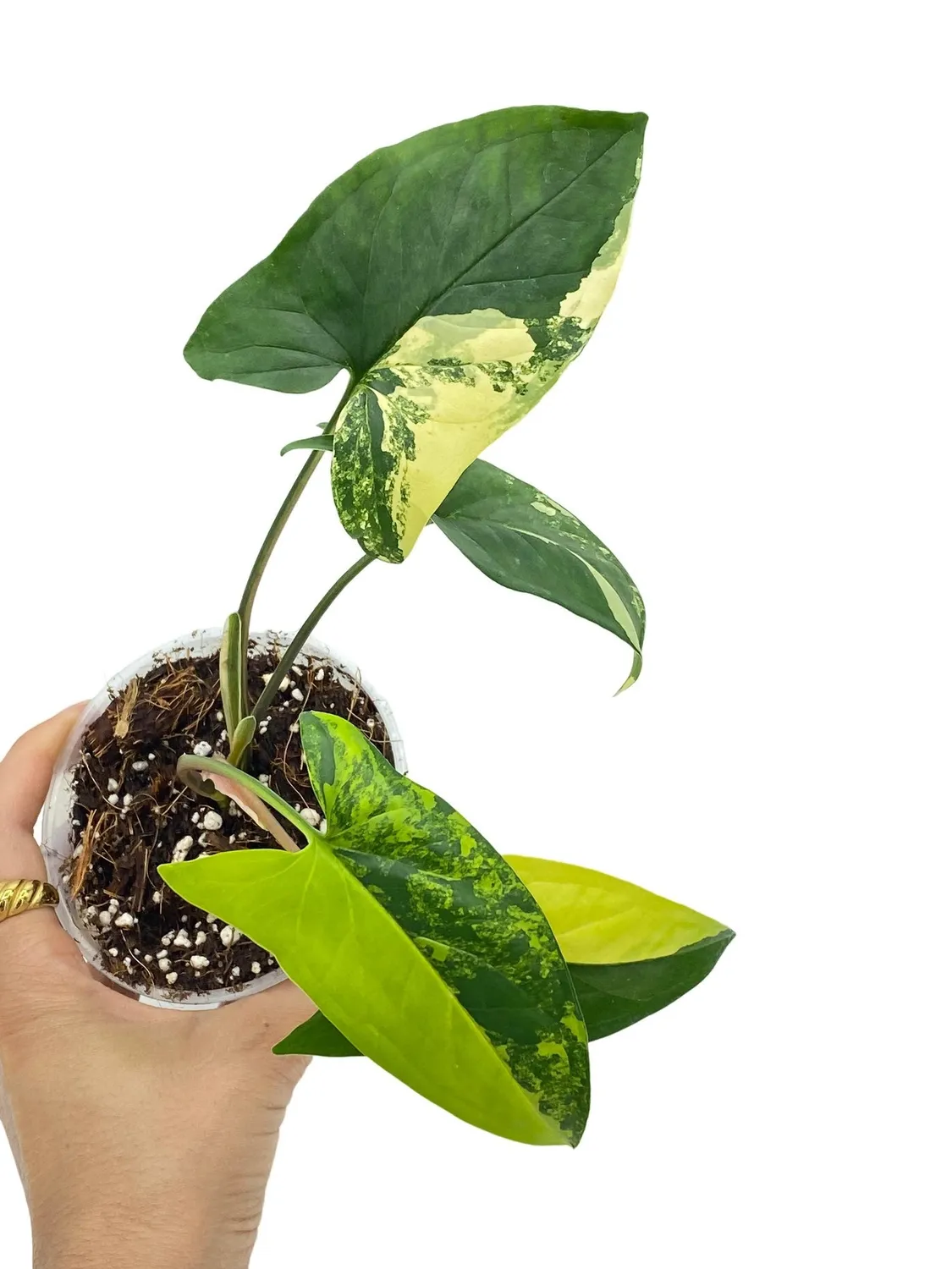 Plant and Stories Aurea syngonium plante intérieur pot 9cm