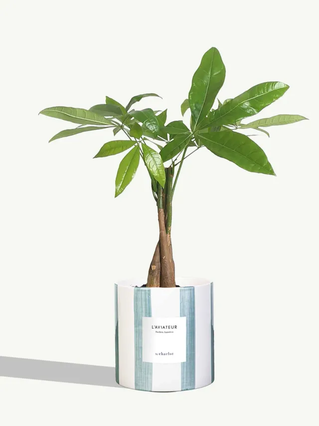 By Charlot L'Aviateur plante d'intérieur pot rayé Maldive