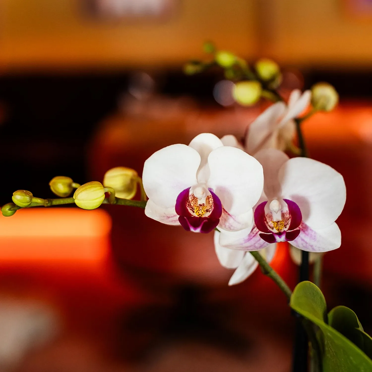 Plant and Stories Gibraltar orchidée blanche pot 9 cm