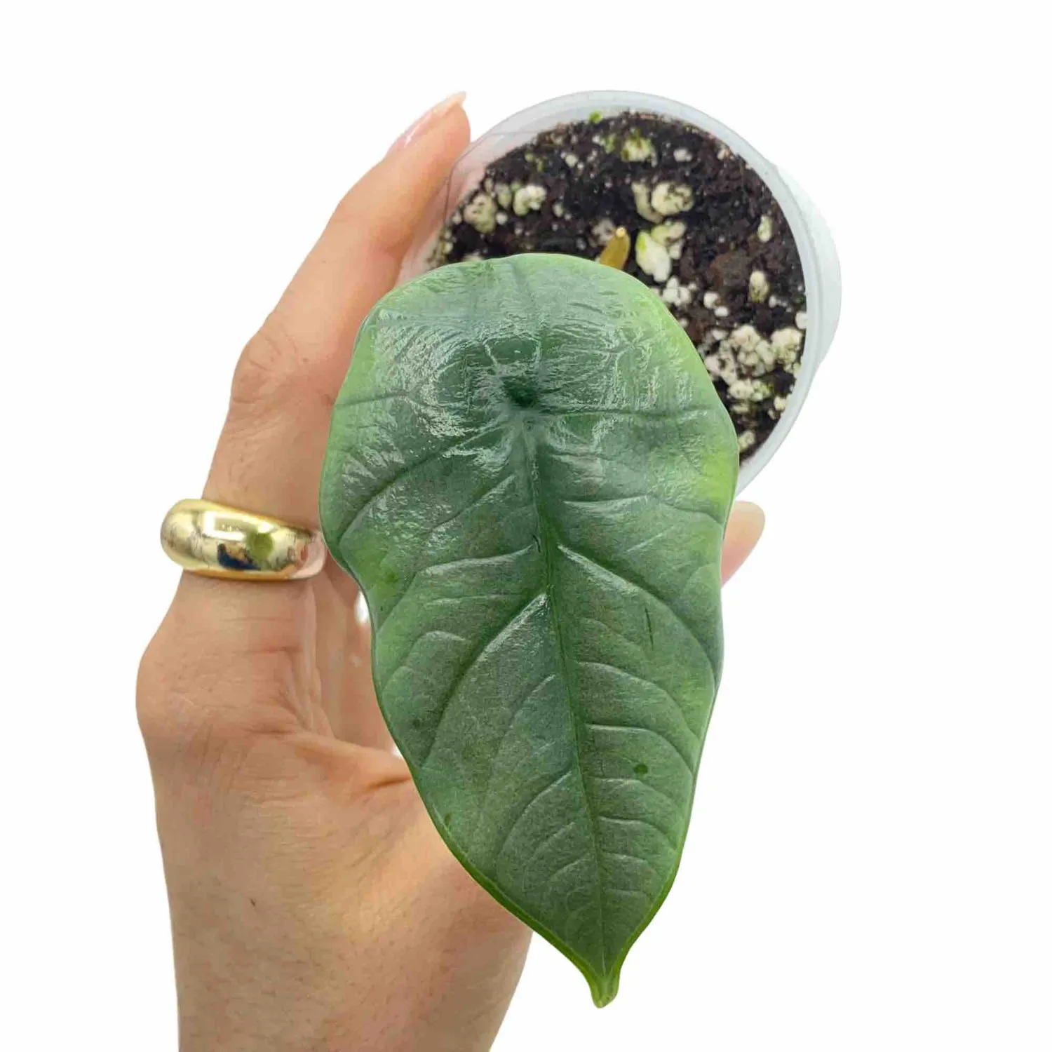 Plant and Stories Alocasia Platinum plante intérieur pot 6cm