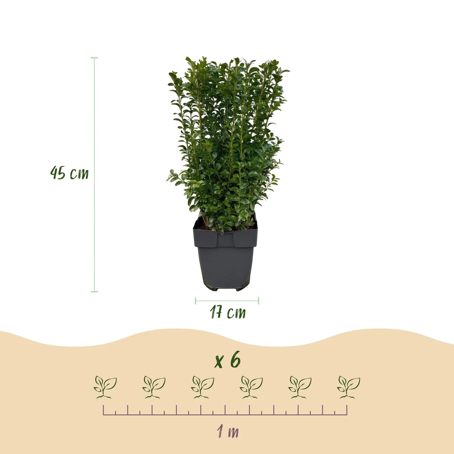 Plant and Stories Buis Buxus Sempervirens haie lot 6 persistante